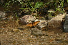 Imagem de Limenitis archippus obsoleta Edwards