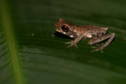 Image of Koechlin's Treefrog