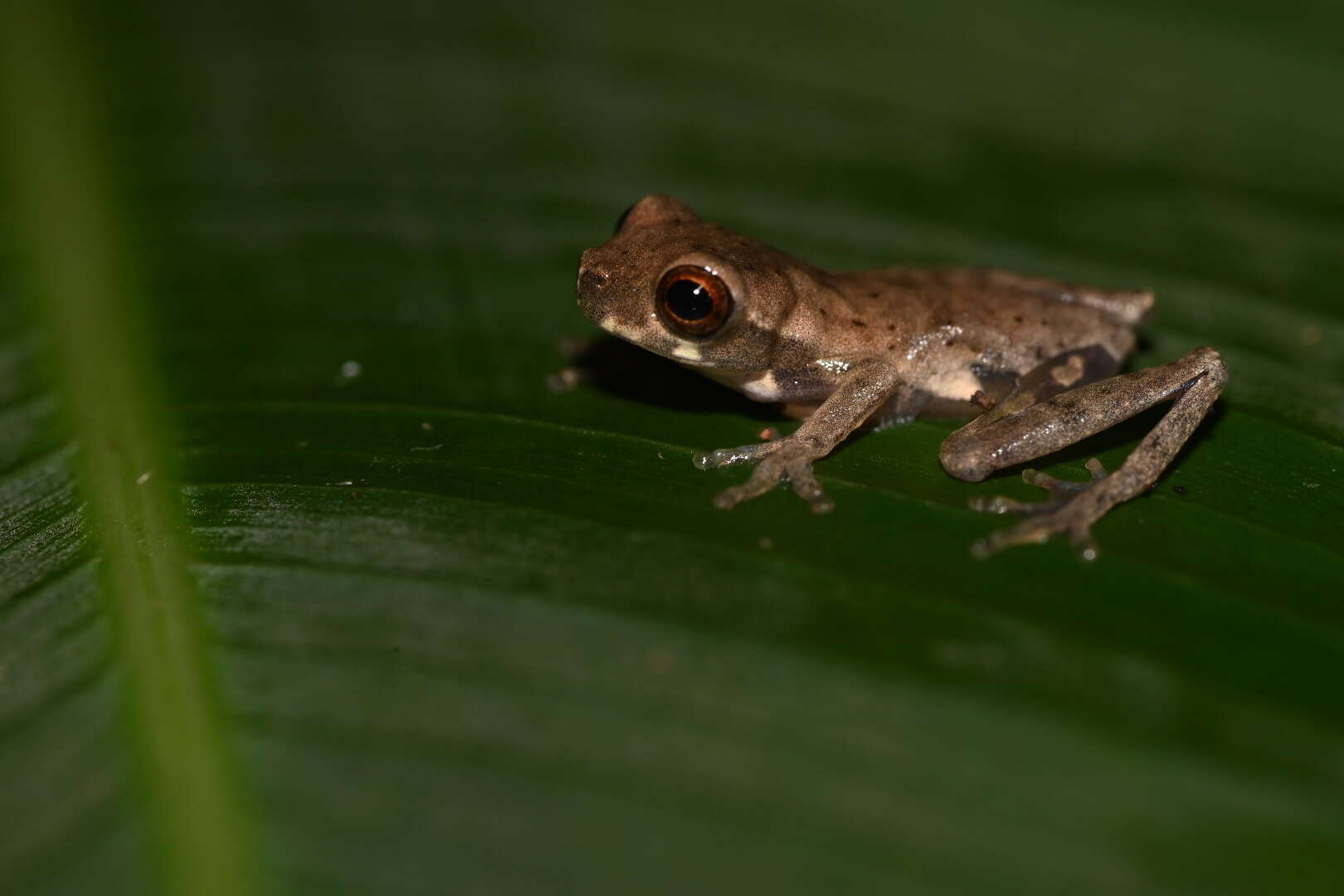 Image of Koechlin's Treefrog