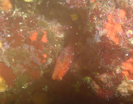 Image of Red Blenny