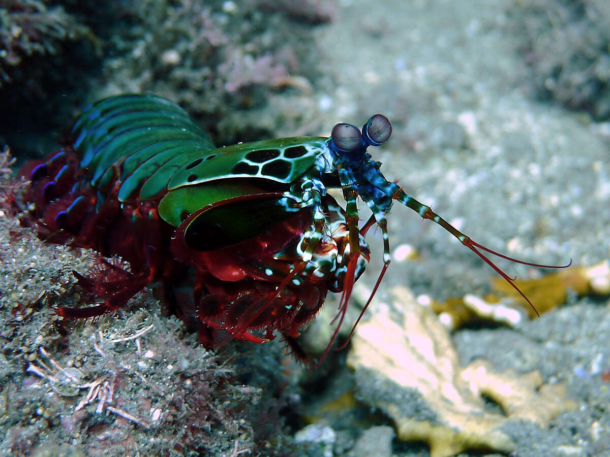 Image of Odontodactylus scyllarus