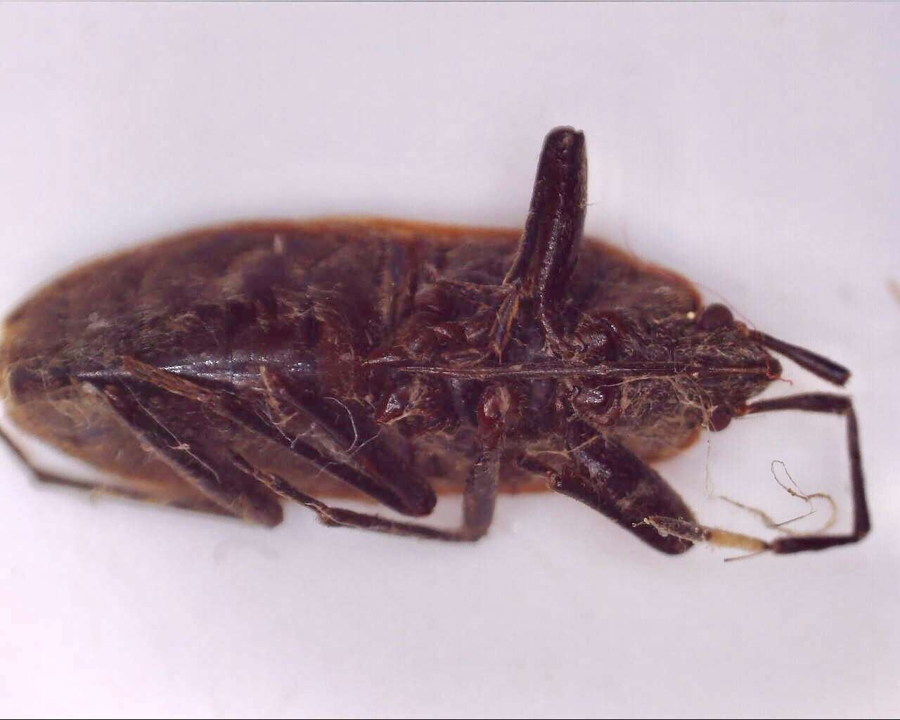 Image of Physopelta (Physopeltoides) dentipes Stehlík 2013