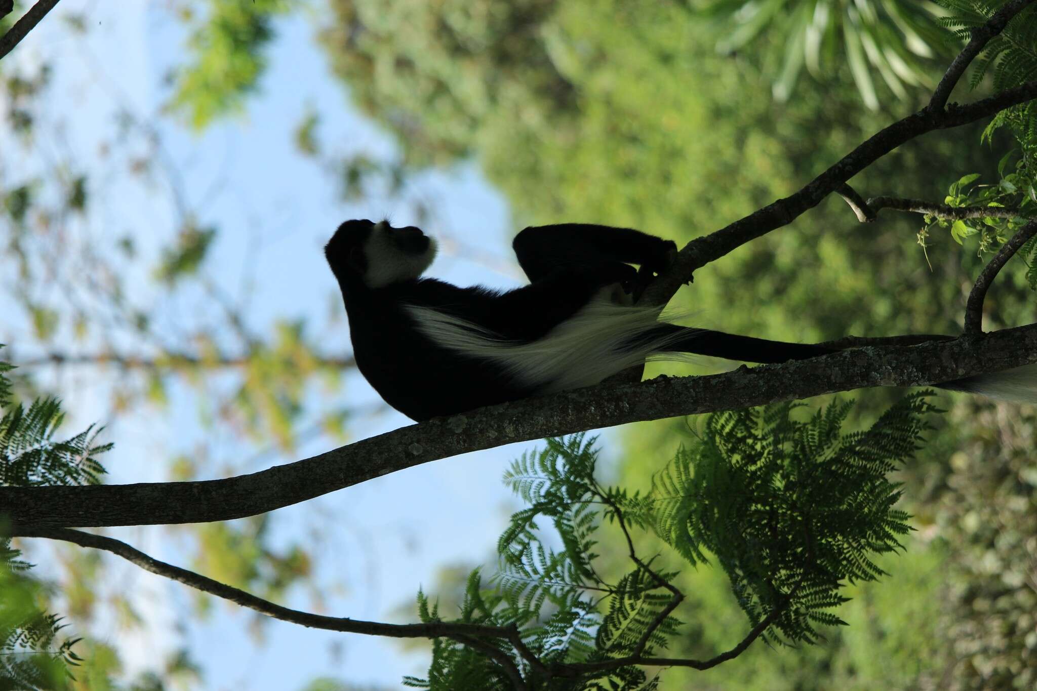 Image of Colobus guereza occidentalis (de Rochebrune 1887)