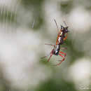 Image of Micrathena swainsoni (Perty 1833)