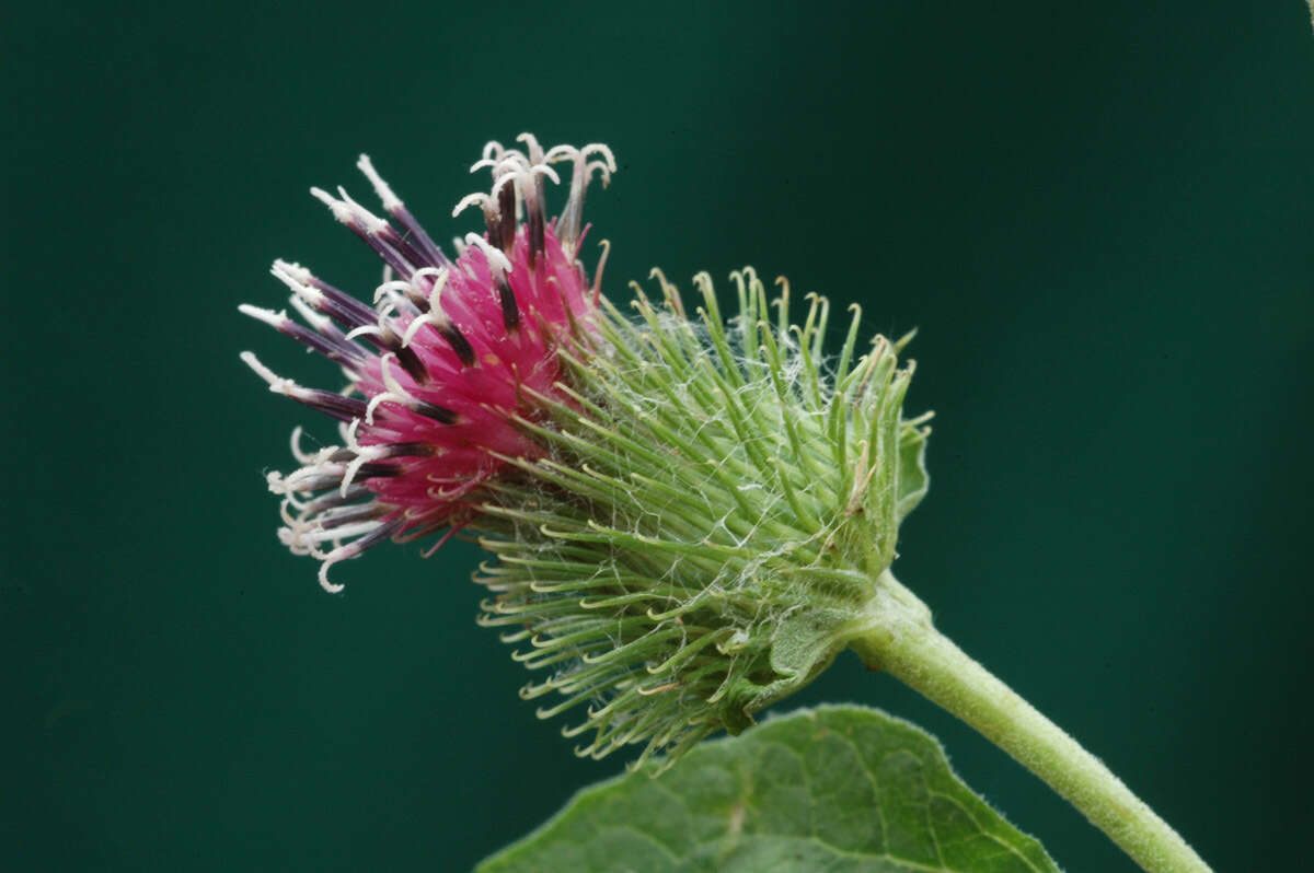 Image of common burdock