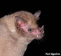 Image of Commissaris's Long-tongued Bat