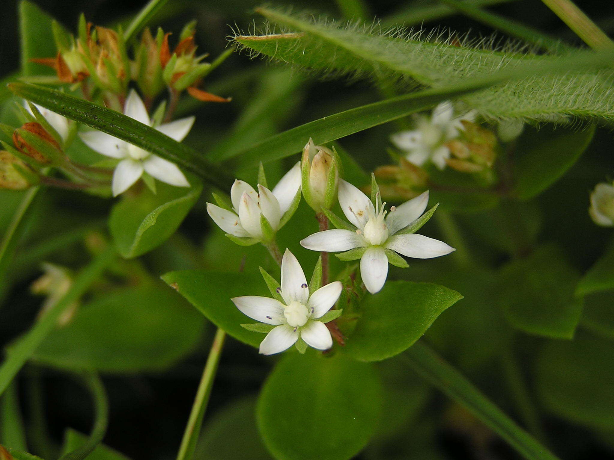 Image of Crassula pellucida subsp. alsinoides (Hook. fil.) Tölken