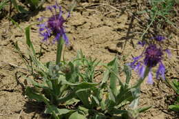 Centaurea triumfettii subsp. tanaitica (Klok.) Dostál的圖片