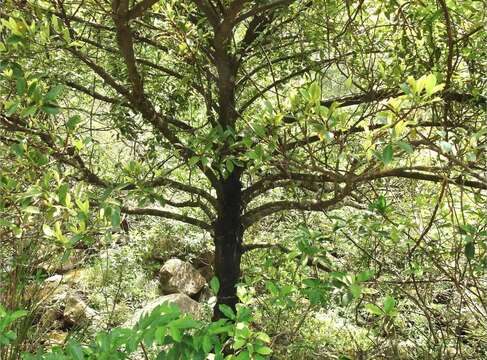 Plancia ëd Garcinia oblongifolia Champ. ex Benth.