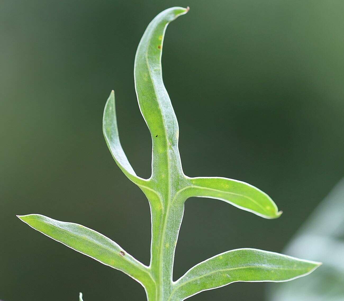 Image of Centaurea scabiosa subsp. badensis (Tratt.) Gugler