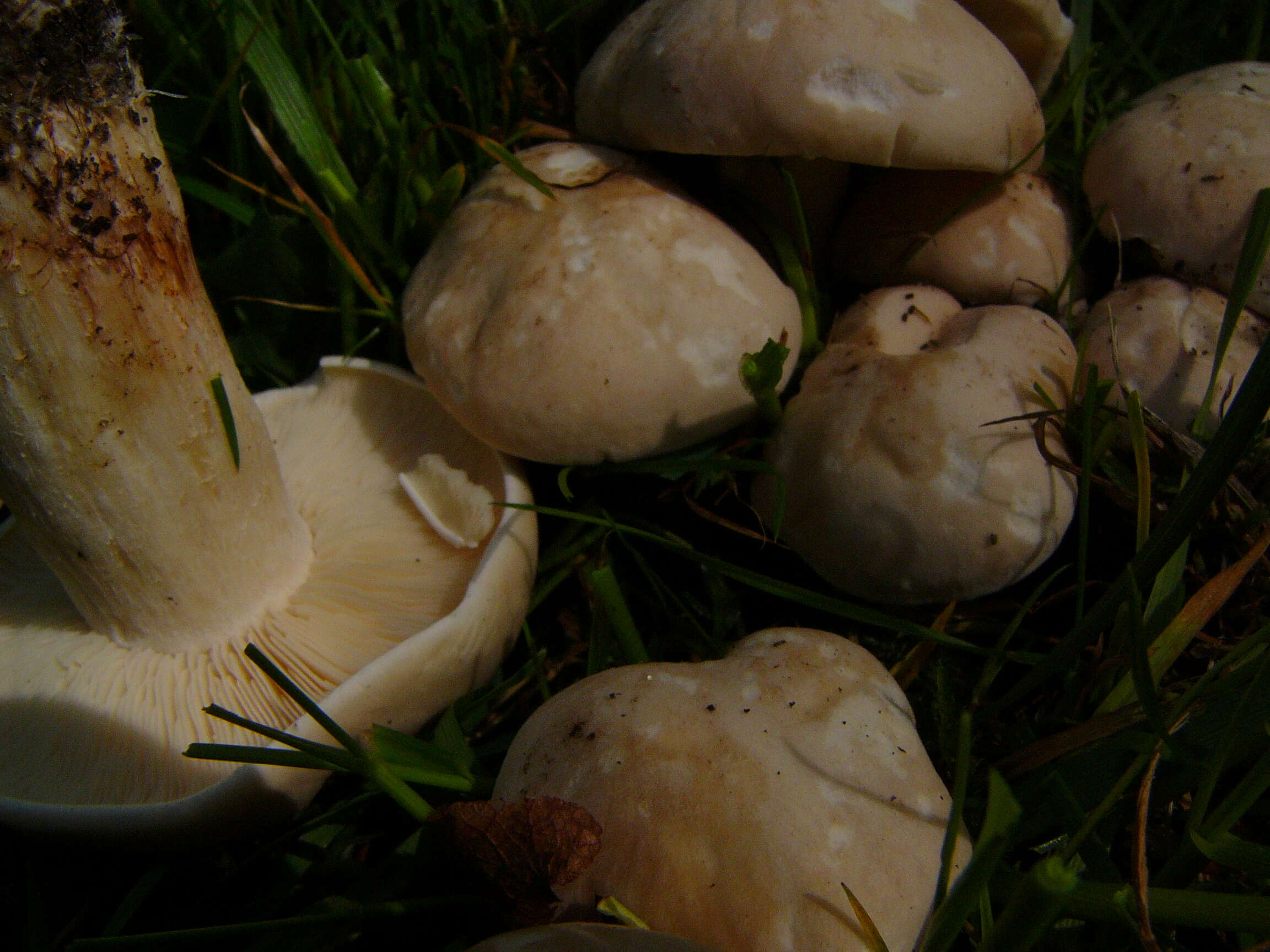 Image of Calocybe