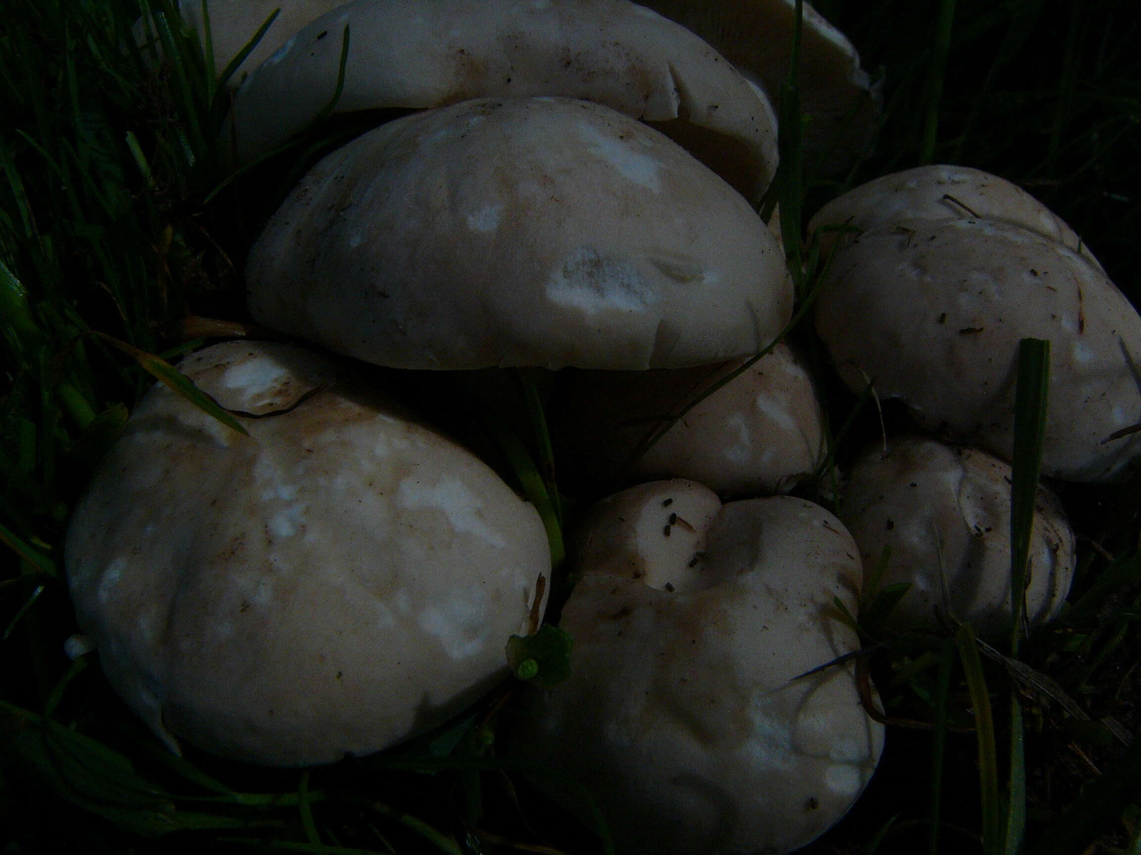 Image of Calocybe