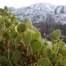 Image of Parry manzanita