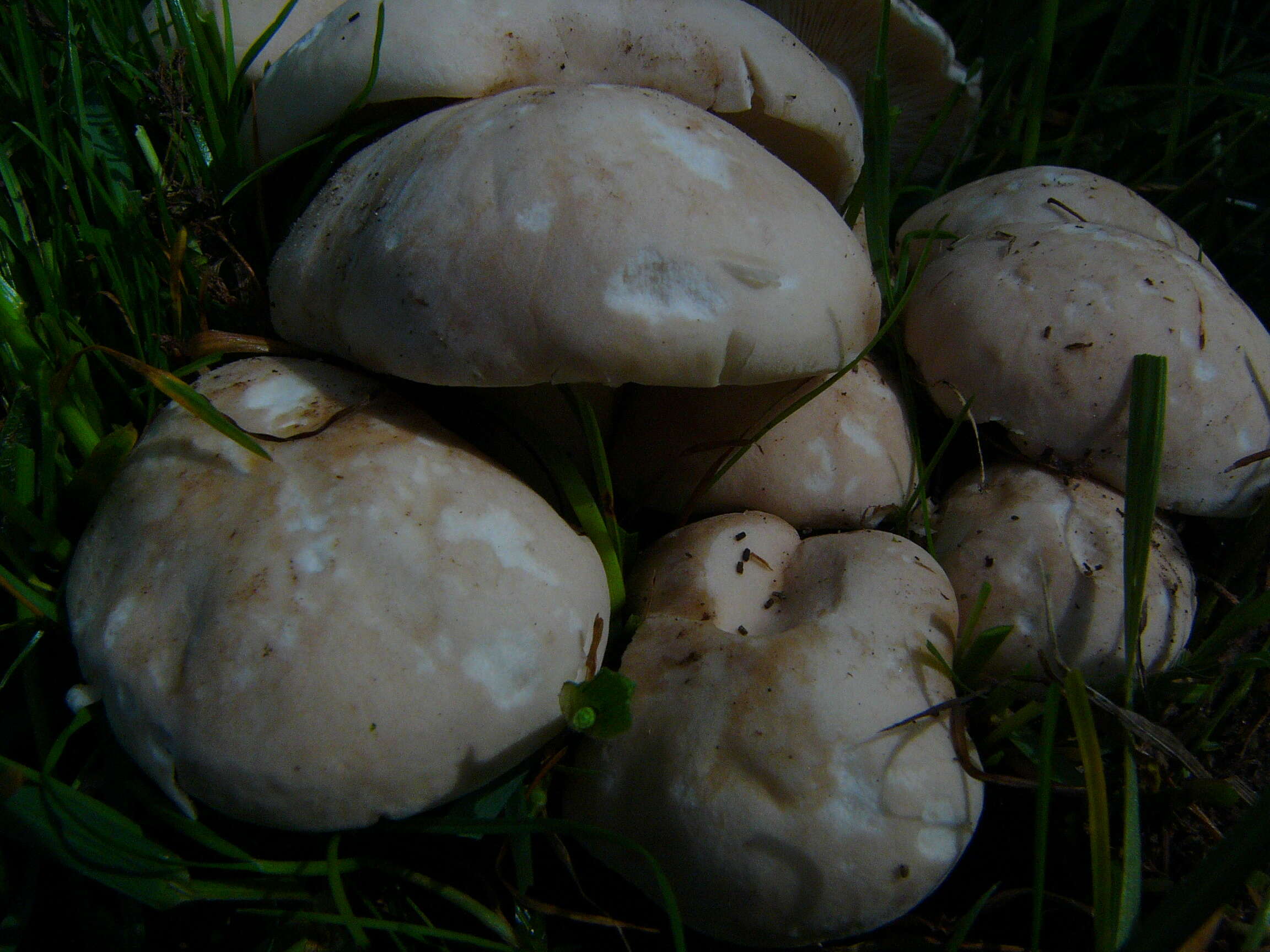 Image of Calocybe