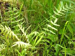 Image of western polemonium