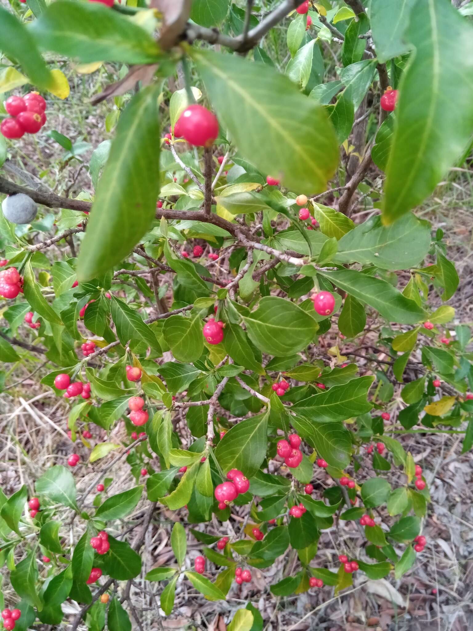 Imagem de Psychotria puffii Razafim. & B. Bremer