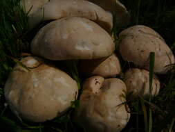 Image of Calocybe