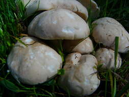 Image of Calocybe