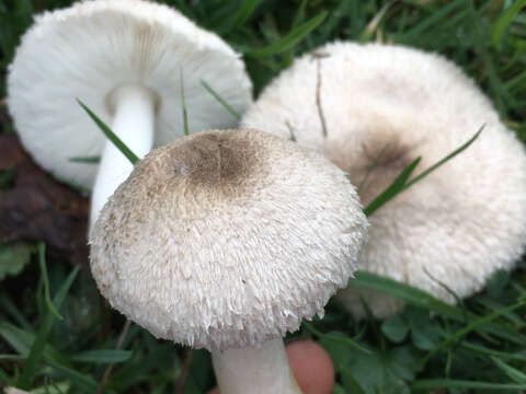 Plancia ëd Leucoagaricus barssii (Zeller) Vellinga 2000