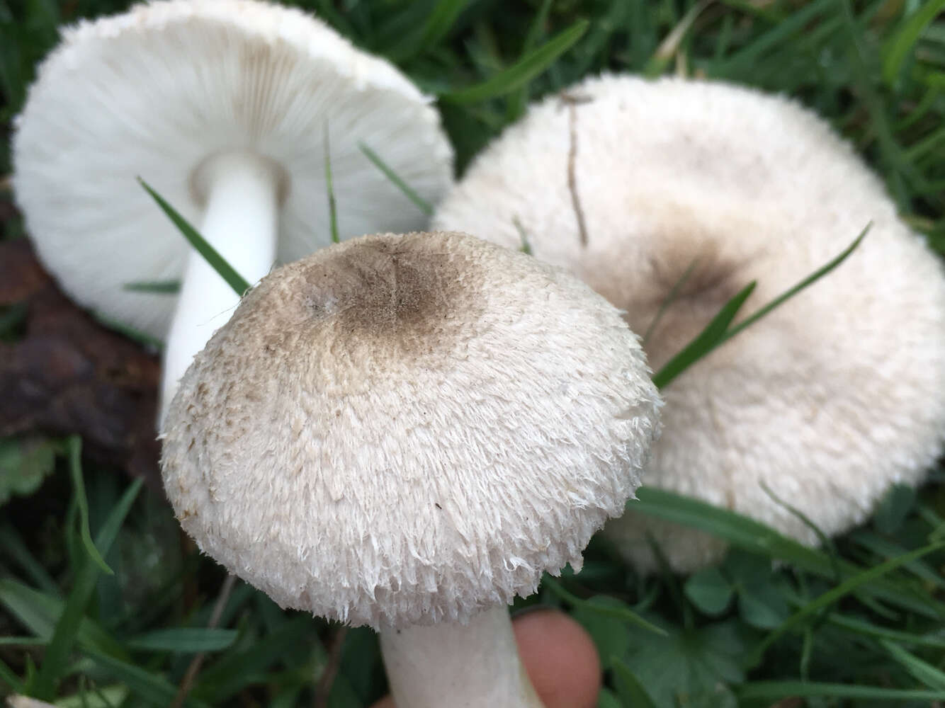 Leucoagaricus barssii (Zeller) Vellinga 2000 resmi