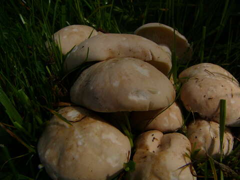 Image of Calocybe