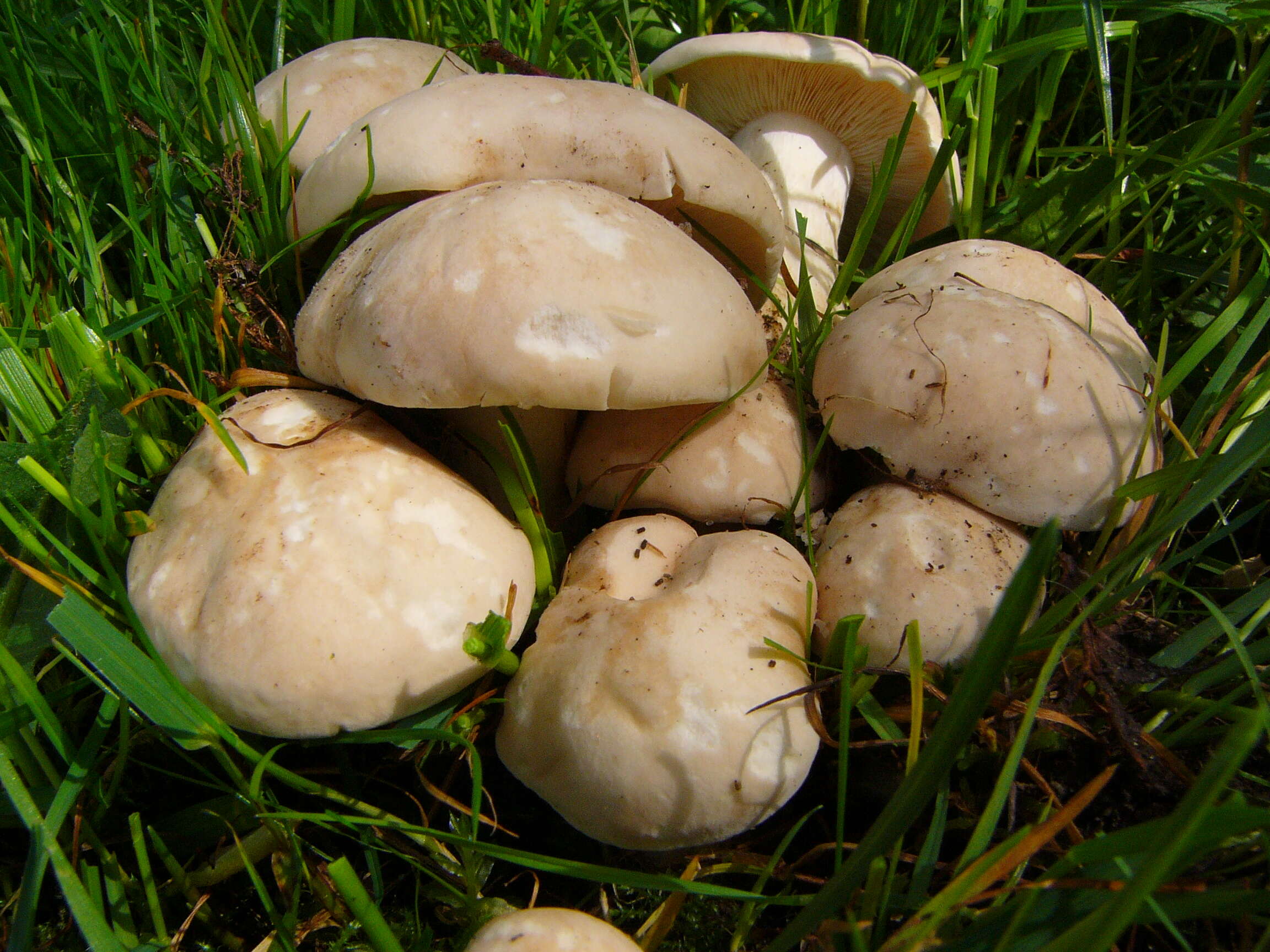 Image of Calocybe