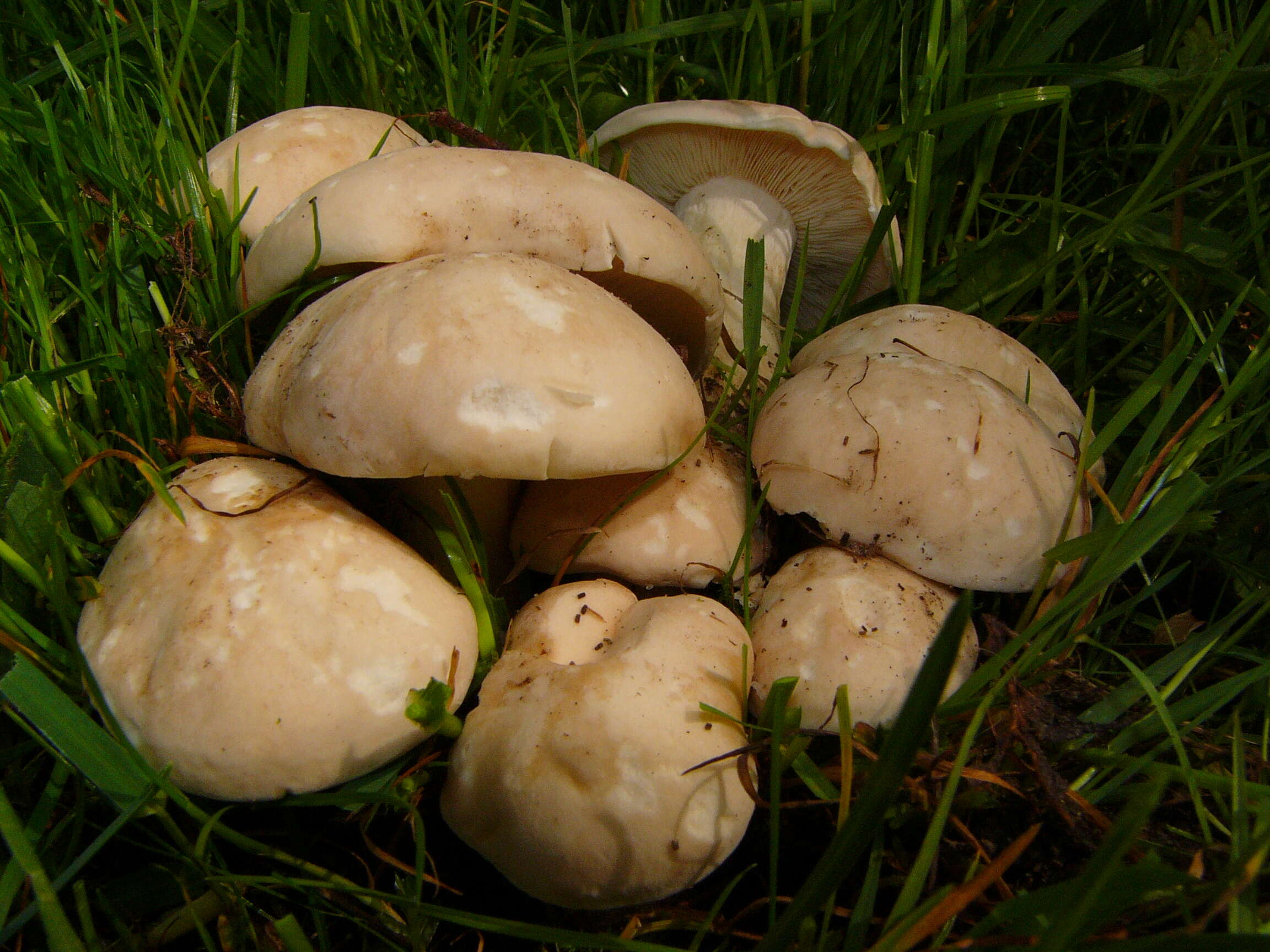 Image of Calocybe