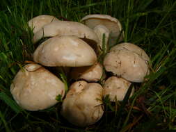 Image of Calocybe