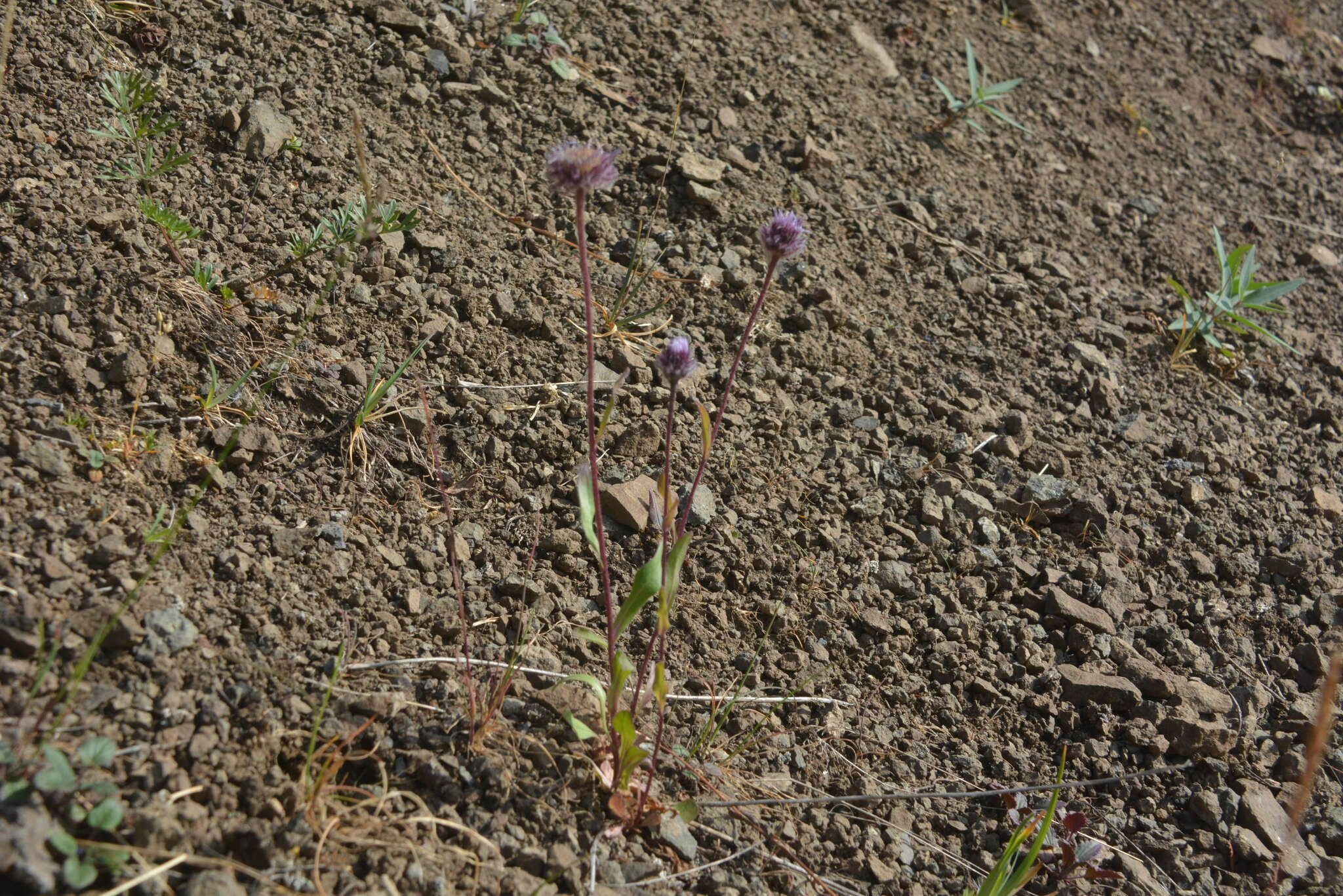 Image of Erigeron eriocalyx (Ledeb.) Vierhapper