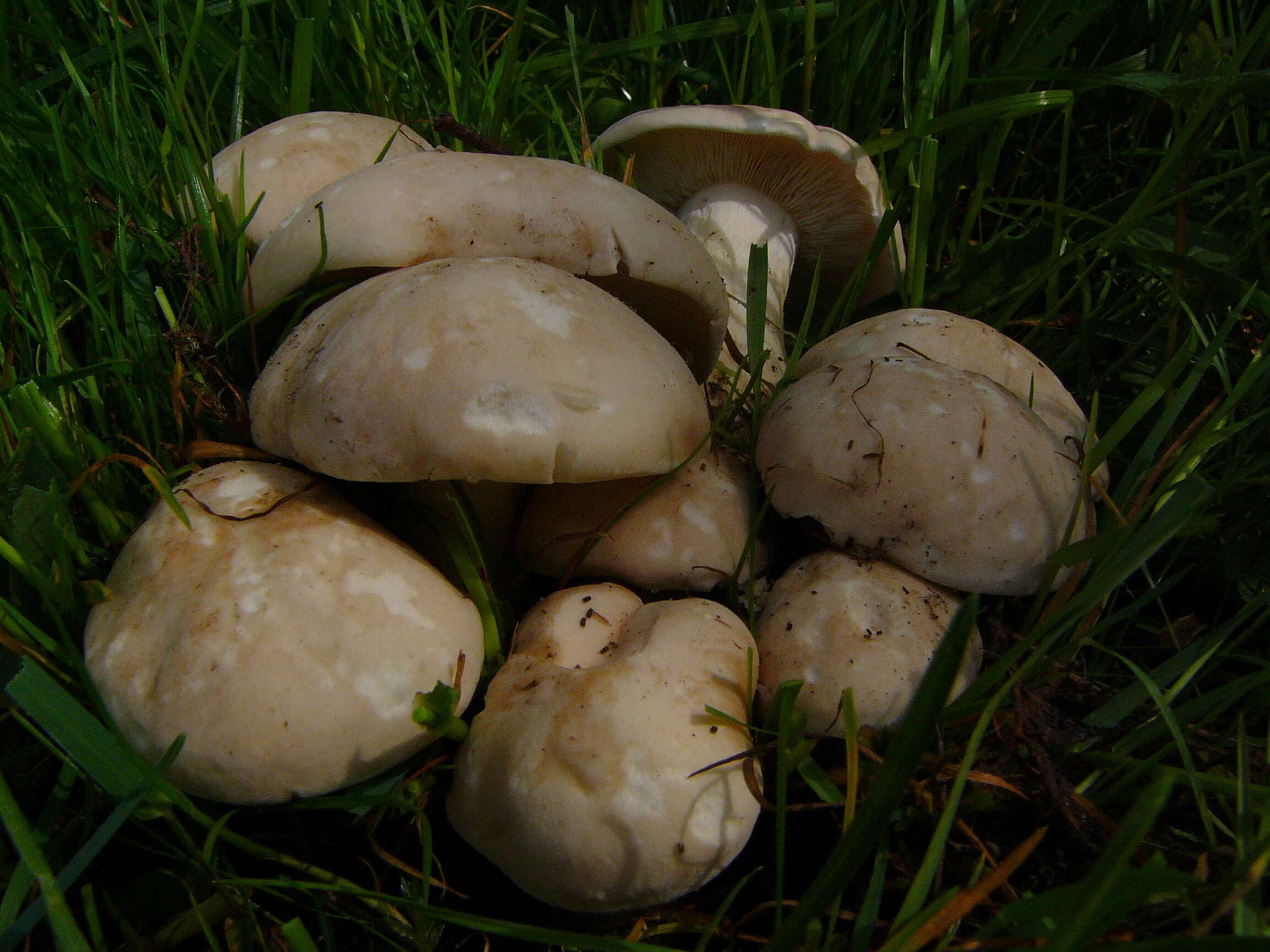 Image of Calocybe