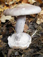 Image of the blewit