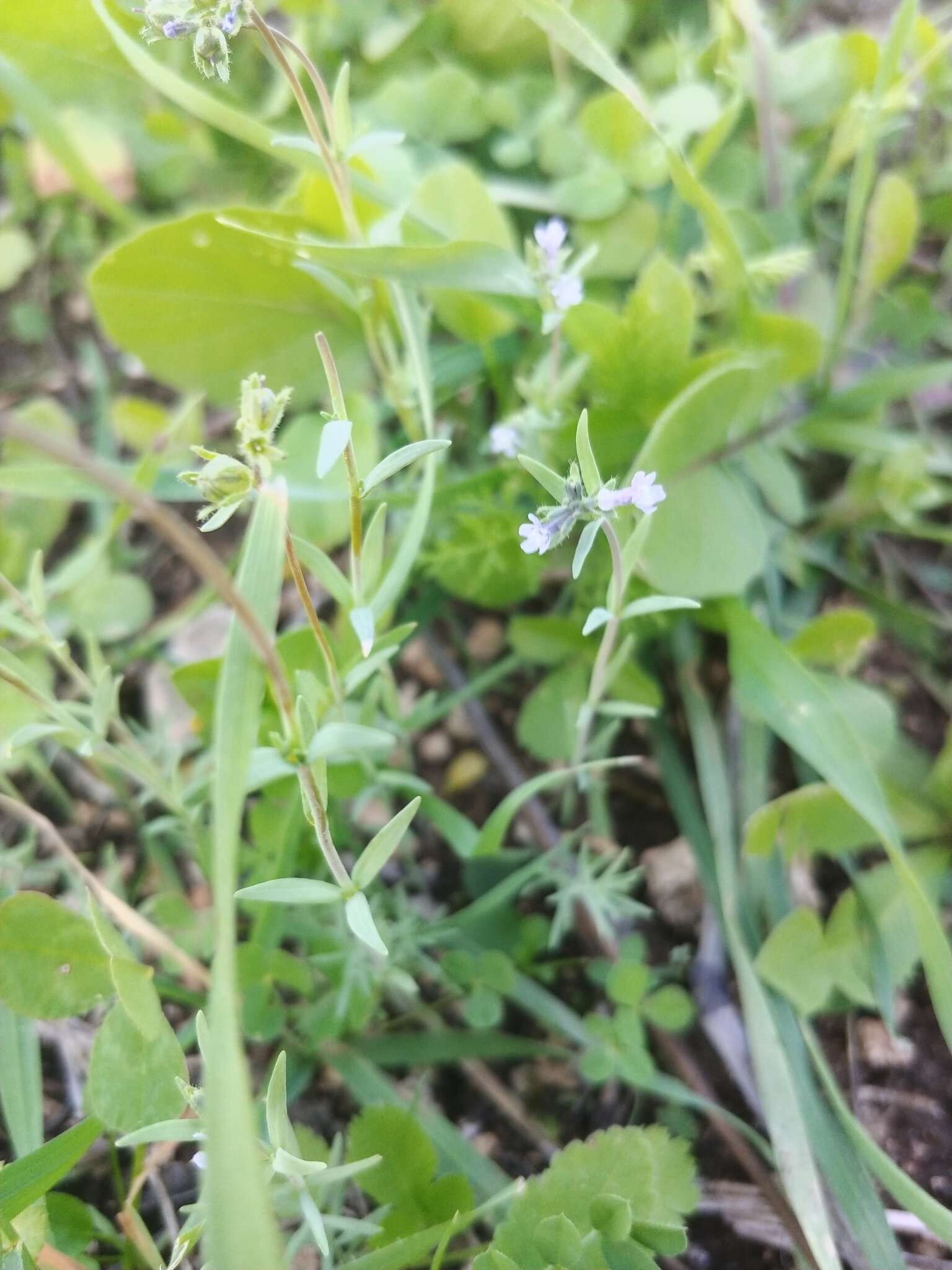 صورة Linaria micrantha (Cav.) Hoffmgg. & Link