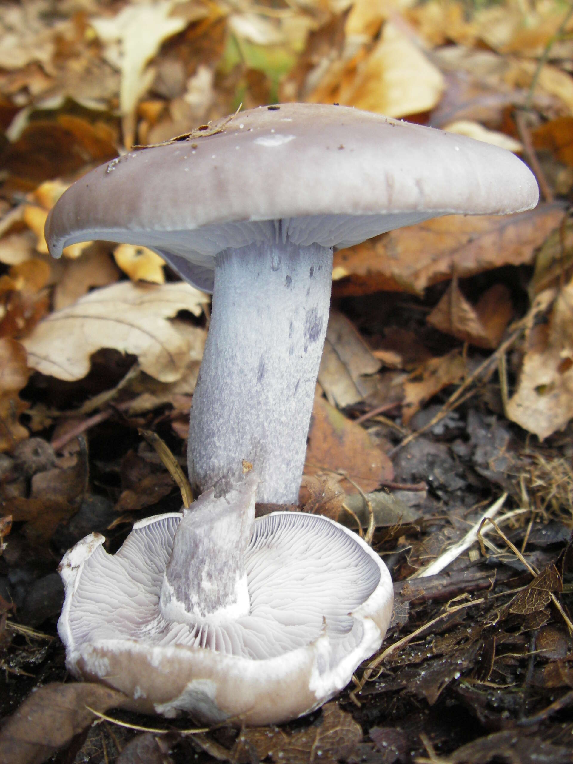 Image de Tricholome Pied bleu