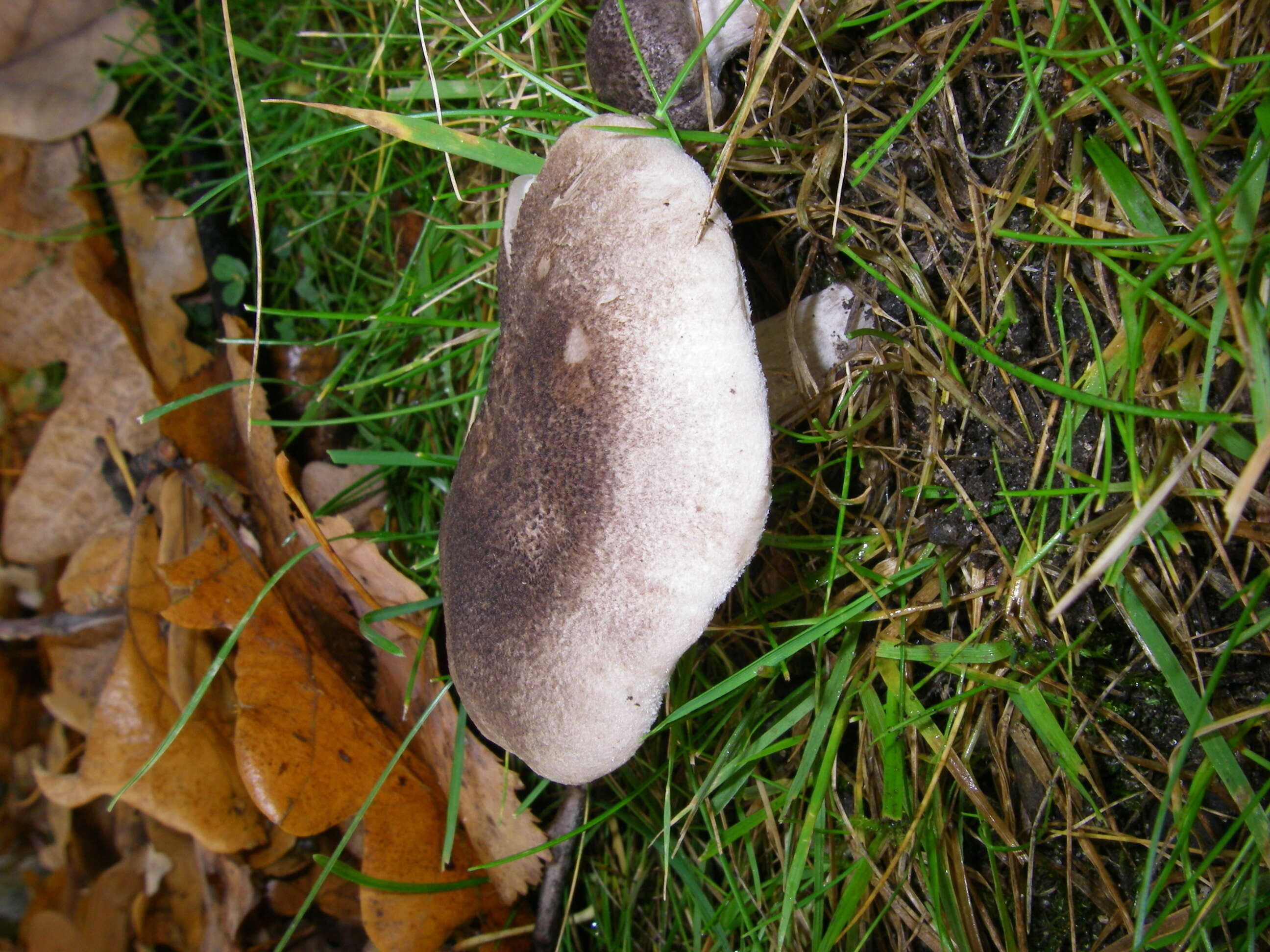 Image of Grey Agaric