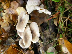 Image of Grey Agaric