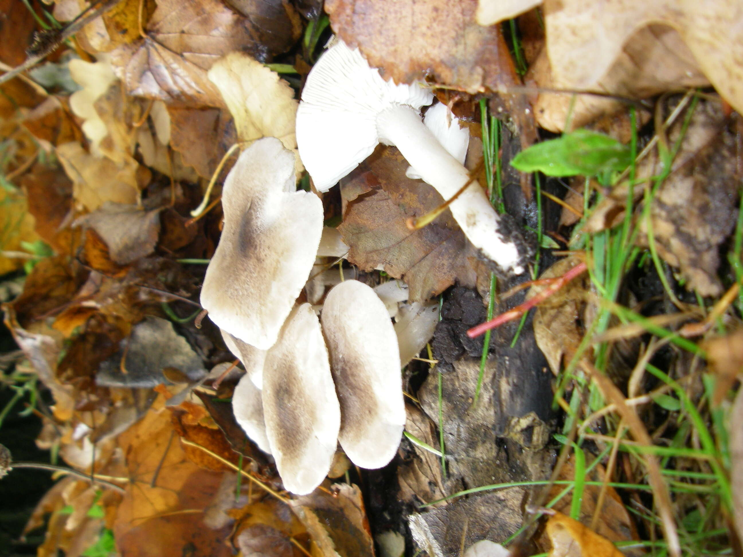 Image of Grey Agaric