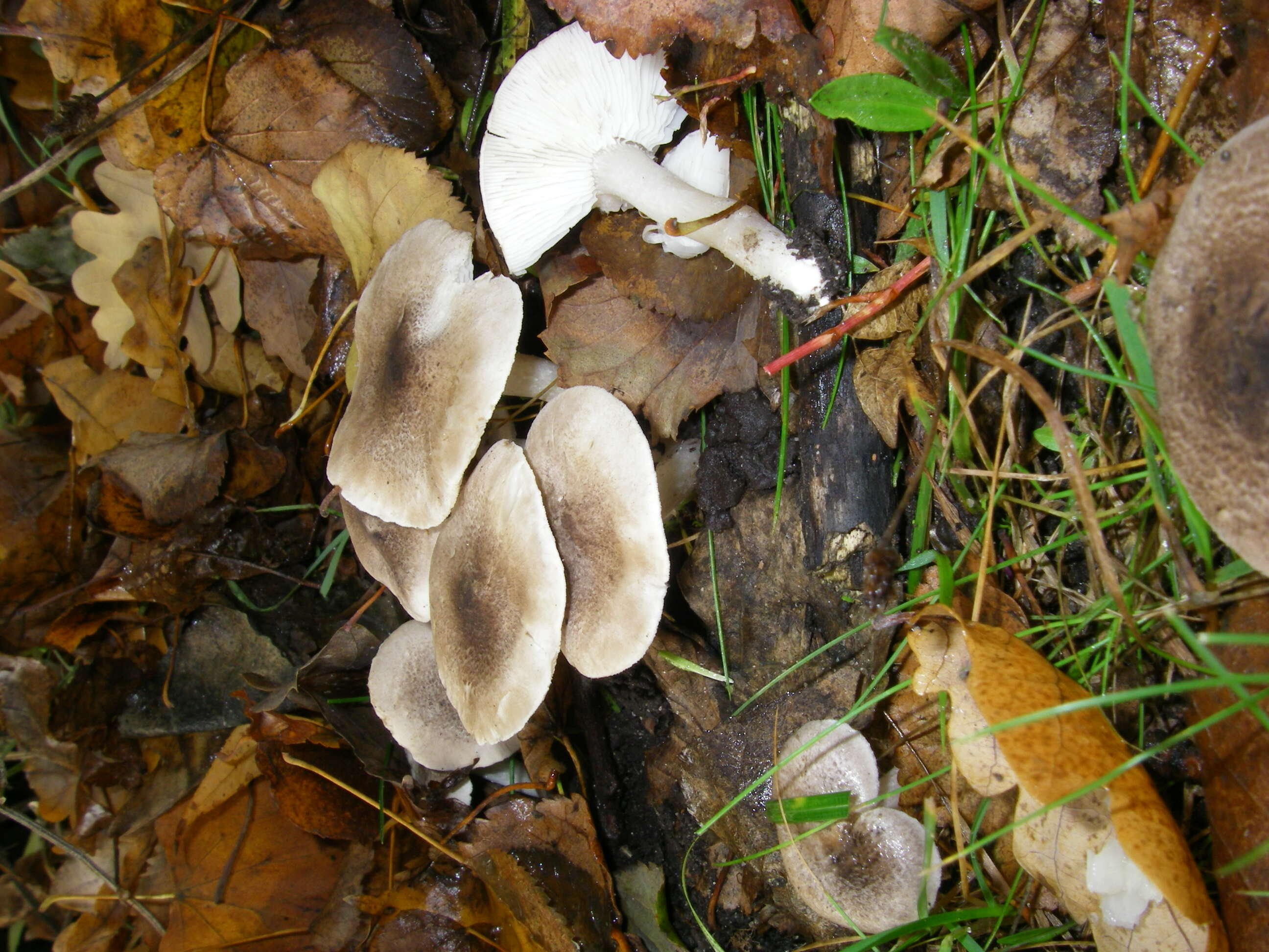 Image of Grey Agaric