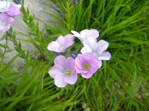 Linum hypericifolium Salisb. resmi