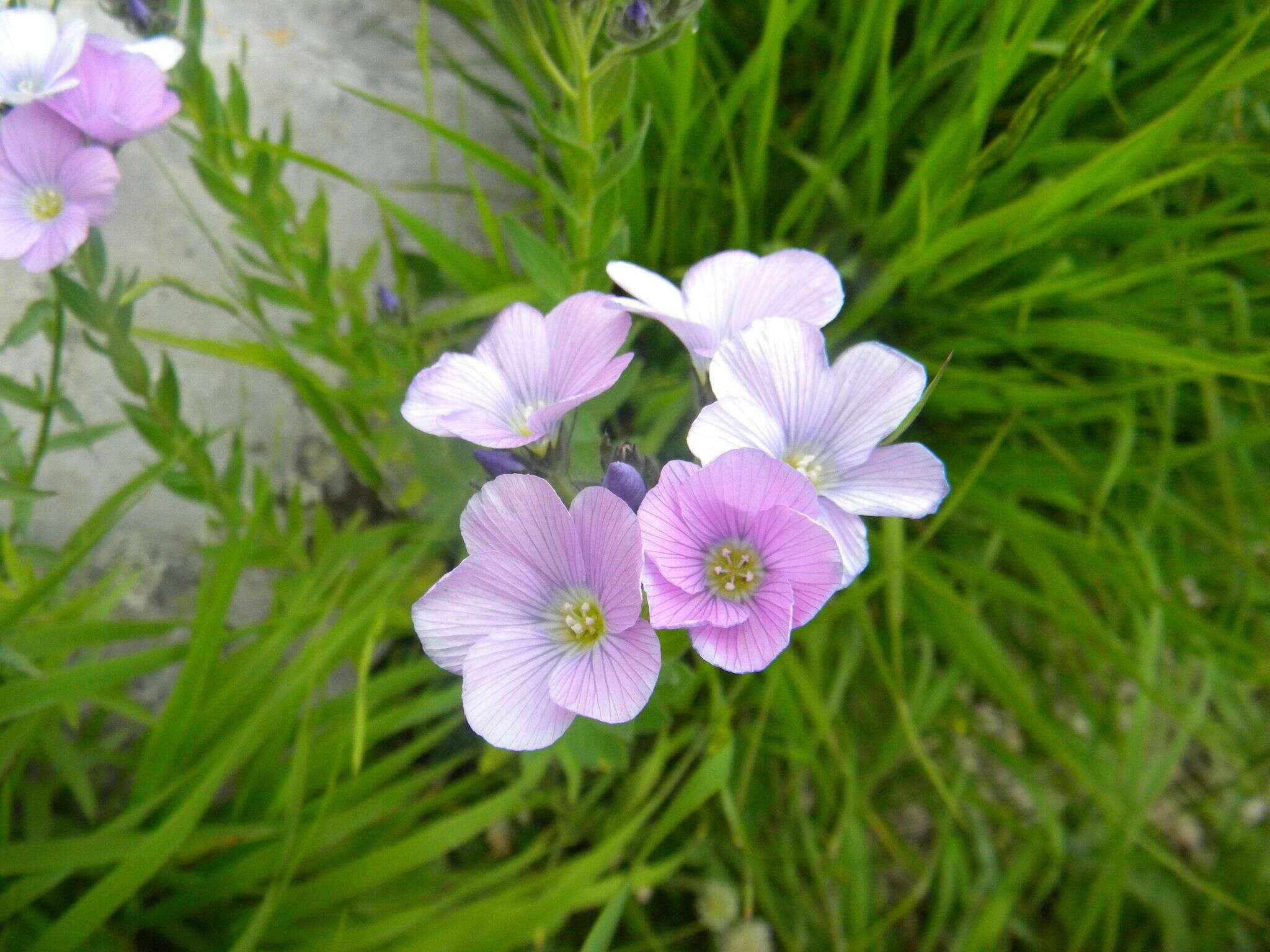 Linum hypericifolium Salisb. resmi