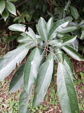 Image of Staphylea ternata (Nakai) Byng & Christenh.