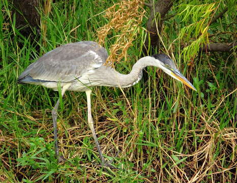 Image of Cocoi Heron