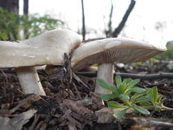 Image of Melanoleuca cognata (Fr.) Konrad & Maubl. 1927