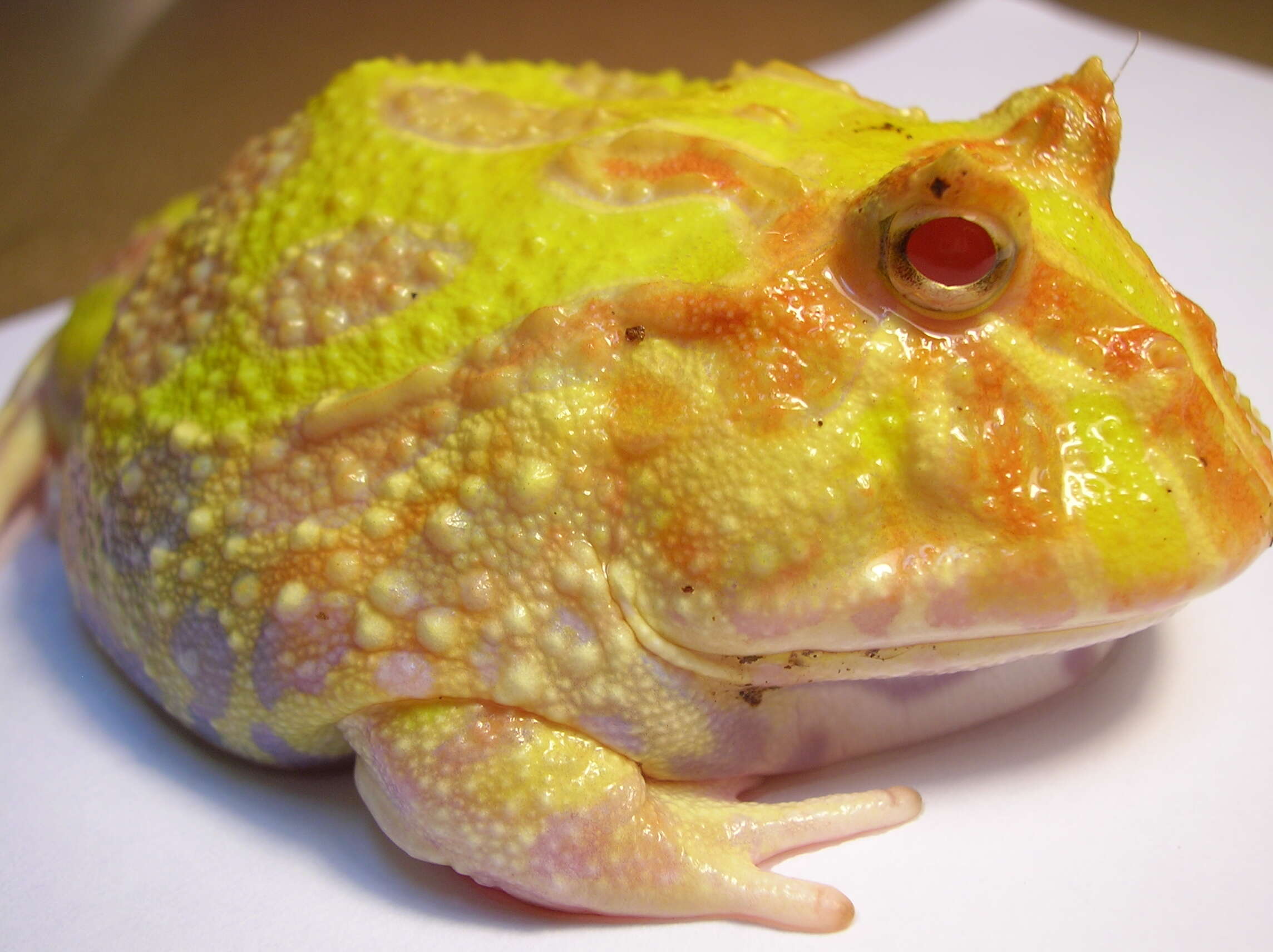 Image of Argentina Horned Frog