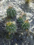 Image de Echinopsis bridgesii subsp. bridgesii