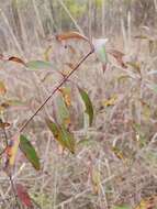 Plancia ëd Cornus asperifolia Michx.