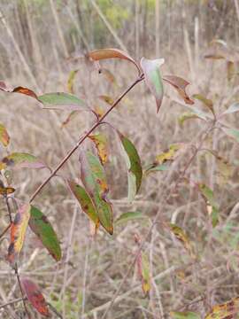 Imagem de Cornus asperifolia Michx.