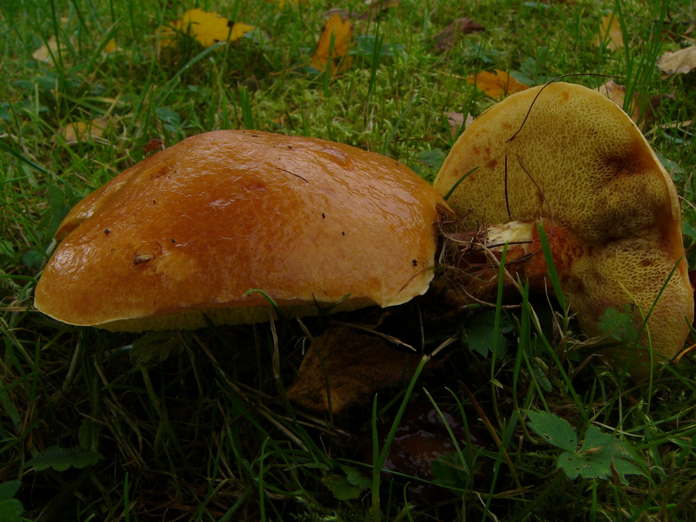 Image of Suillus grevillei (Klotzsch) Singer 1945