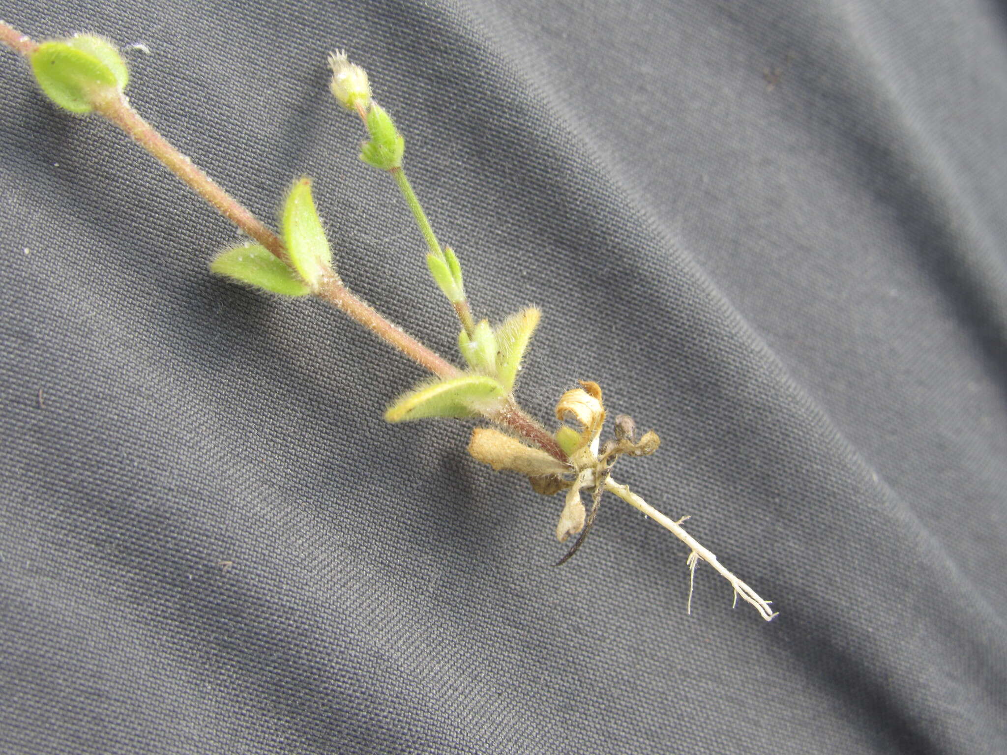 Image of Cerastium glutinosum Fries