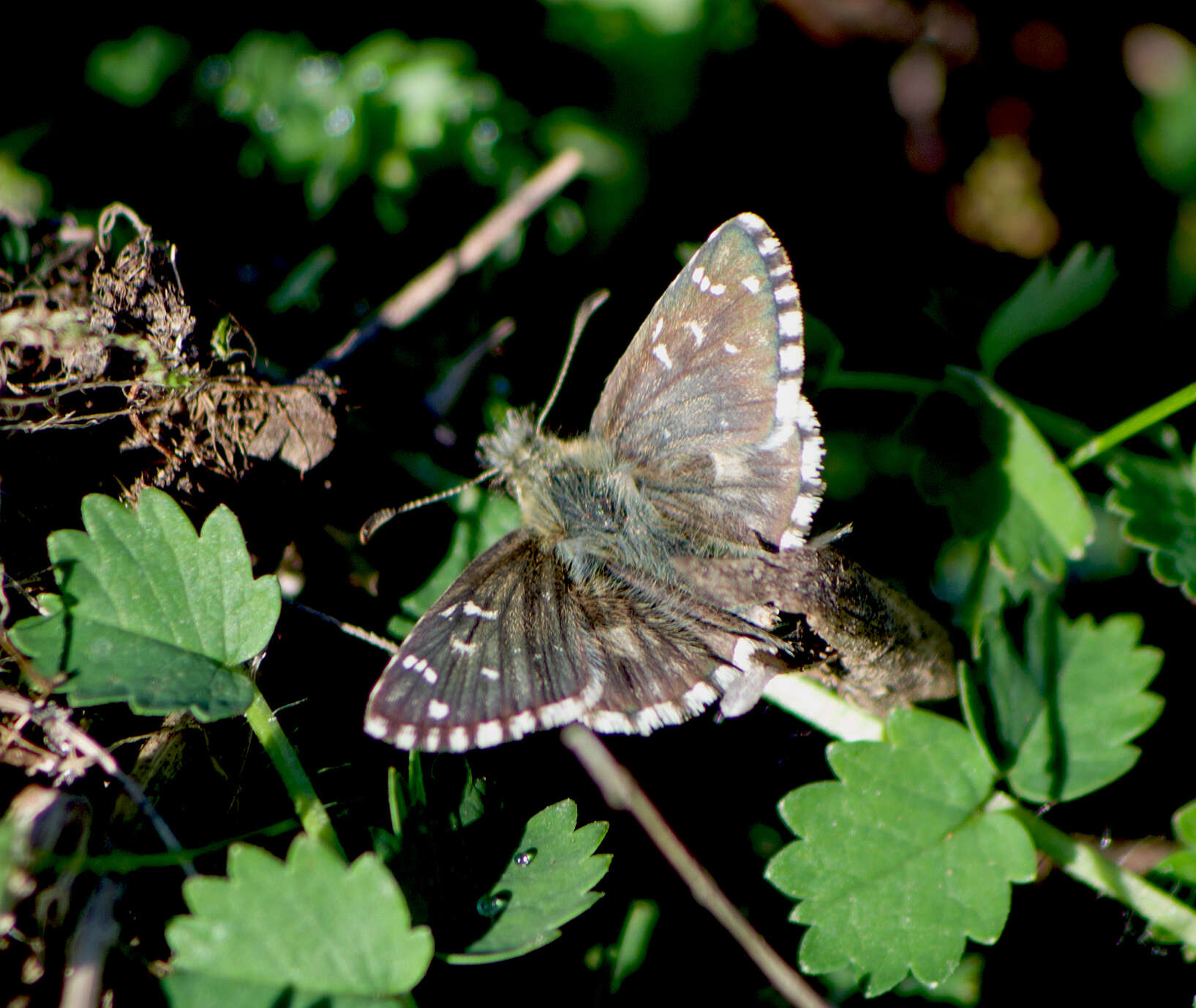 Image of oberthürs grizzled skipper