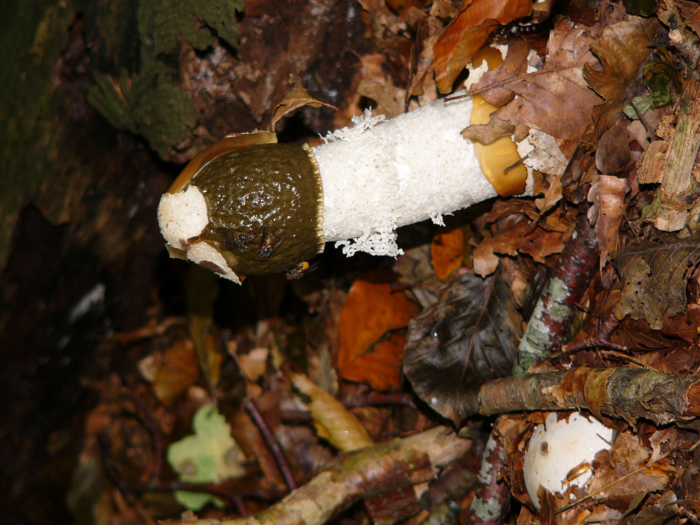 Image of Stinkhorn